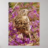 Song Thrush Poster (Voorkant)