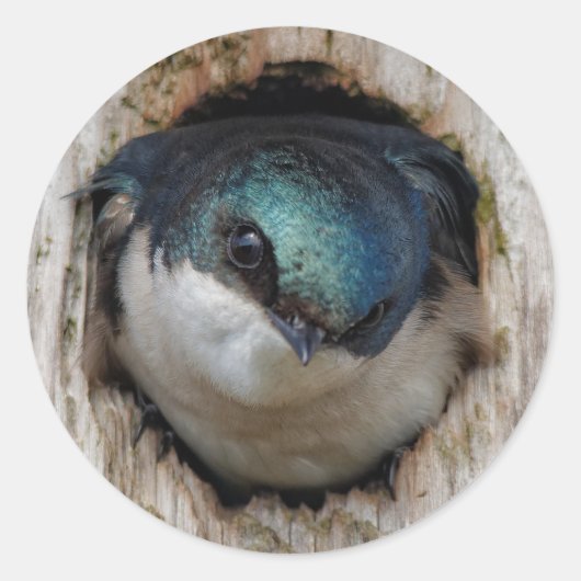 Songbird in een Nestbox inslikken Ronde Sticker (Voorkant)