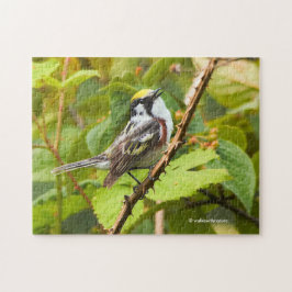 Songbird met kastanjezucht op bijkantoor legpuzzel