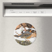 Songbird met verblindende variëteit in de winter magneet (Insitu (Vaatwasser))