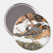 Songbird met verblindende variëteit in de winter magneet (Voorkant / Achterkant)