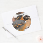 Songbird met verblindende variëteit in de winter ronde sticker (Envelop)