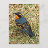Songbird met verblindende variëteit op gras briefkaart (Voorkant)