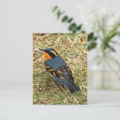 Songbird met verblindende variëteit op gras briefkaart (Staand voorkant)