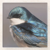 Songvogel in de buik glazen onderzetter (Voorkant)