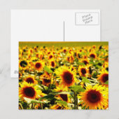 Sonnenblumenfeld Briefkaart (Voorkant / Achterkant)