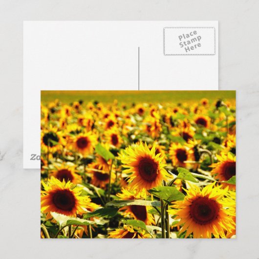 Sonnenblumenfeld Briefkaart (Voorkant / Achterkant)