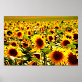 Sonnenblumenfeld Poster (Voorkant)