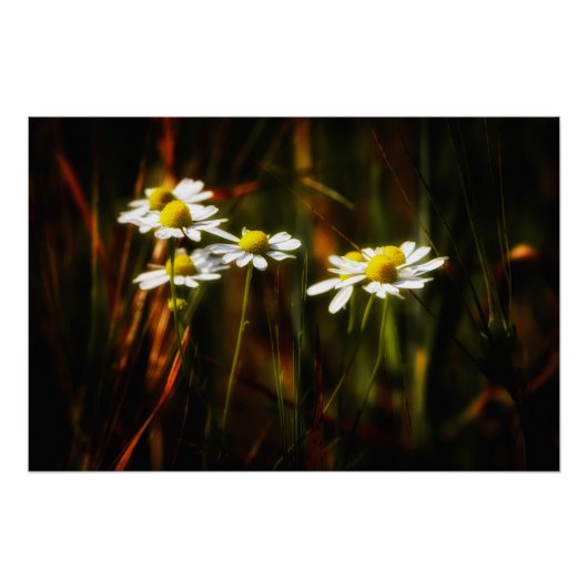 Sonnenküsse auf Kamille Perfect Poster (Voorkant)