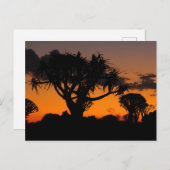 Sonnenuntergang in Namibia Briefkaart (Voorkant / Achterkant)