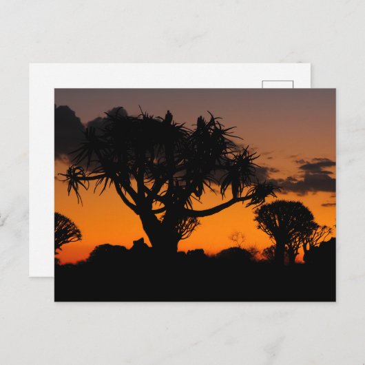 Sonnenuntergang in Namibia Briefkaart (Voorkant / Achterkant)