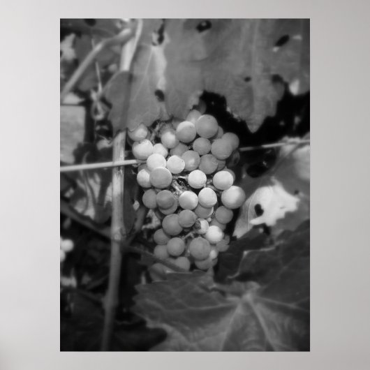 Sonoma-druiven Poster (Voorkant)