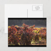 Sonoma Valley - Zinfandel Briefkaart (Voorkant / Achterkant)