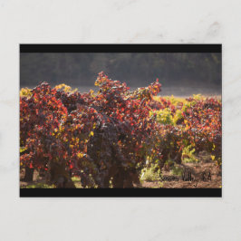 Sonoma Valley - Zinfandel Briefkaart