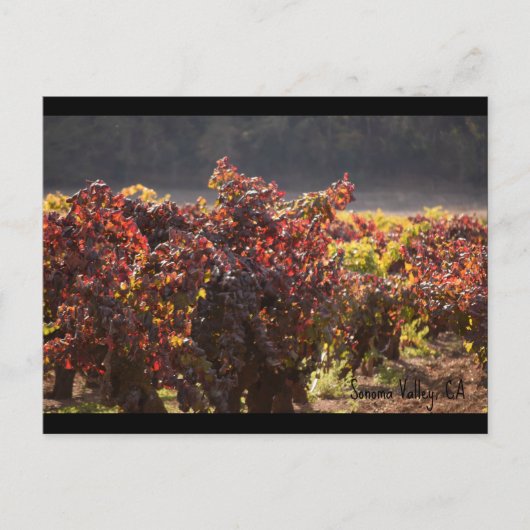 Sonoma Valley - Zinfandel Briefkaart (Voorkant)