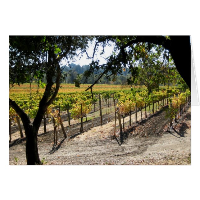 Sonoma Vineyard (Voorkant Horizontaal)