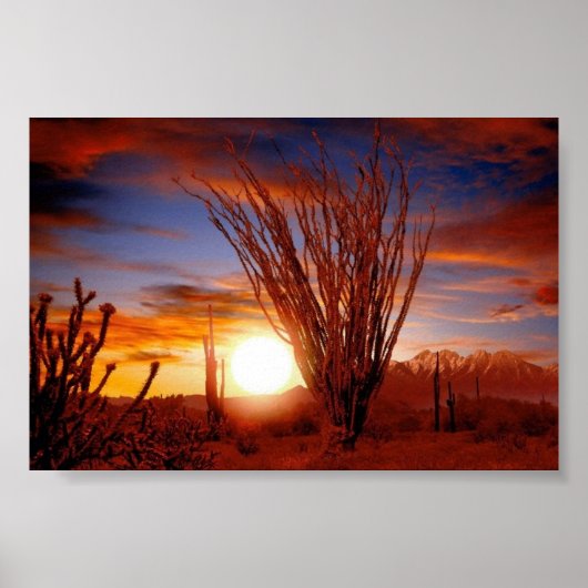 Sonora Desert, Arizona Poster (Voorkant)