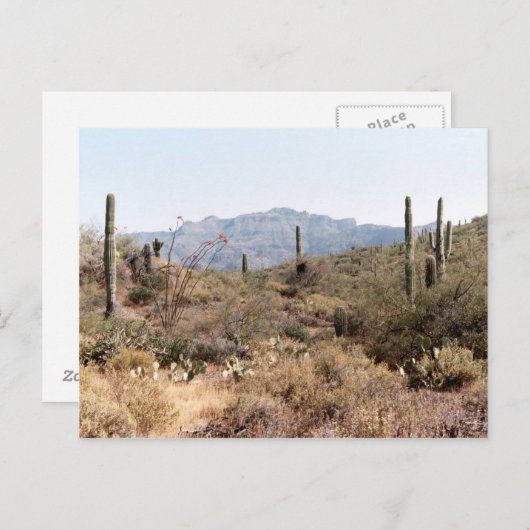 Sonoran Desert Arizona Briefkaart (Voorkant / Achterkant)
