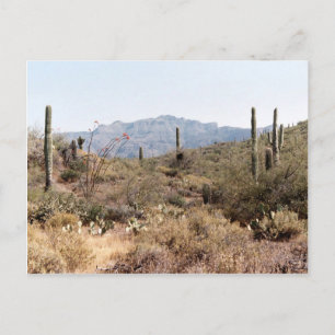 Sonoran Desert Arizona Briefkaart