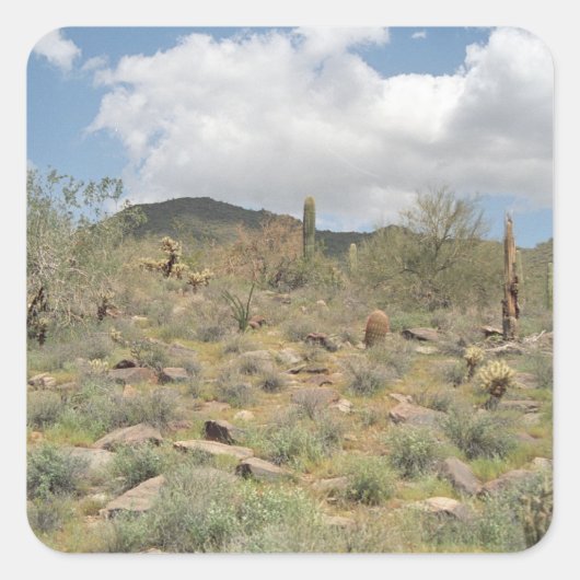 Sonoran Desert Cactus Custom Sticker Decal (Voorkant)