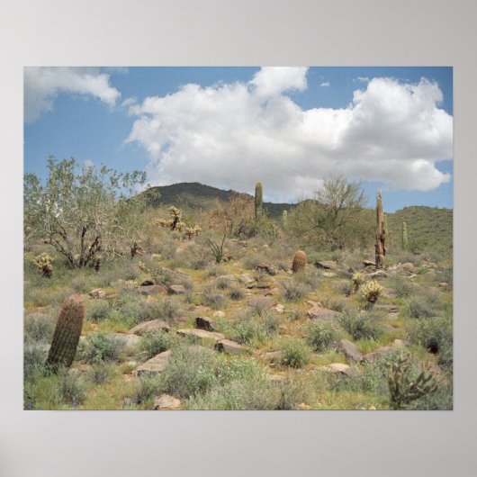 Sonoran Desert Pastoral Art Afdrukfoto-Posters Poster (Voorkant)