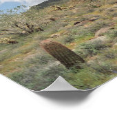 Sonoran Desert Pastoral Art Afdrukfoto-Posters Poster (Hoek)