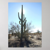 Sonoran Desert Scene 05 poster (Voorkant)