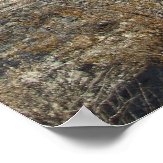 Sonoran Desert Scene 07 poster (Hoek)