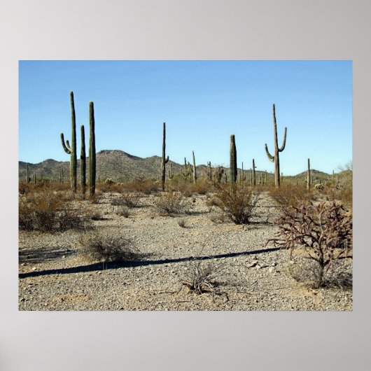 Sonoran Desert Scene 16 Poster (Voorkant)