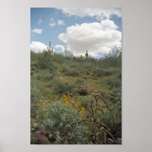 Sonoran Desert Spring Symphony Art Print Posters (Voorkant)