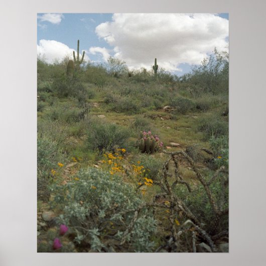 Sonoran Desert Spring Symphony Poster Art Prints (Voorkant)