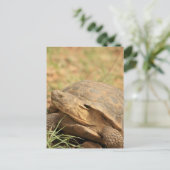 Sonoran Desert Tortoise Briefkaart (Staand voorkant)