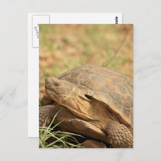 Sonoran Desert Tortoise Briefkaart (Voorkant / Achterkant)