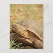 Sonoran Desert Tortoise Briefkaart (Voorkant)