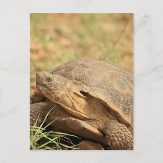Sonoran Desert Tortoise Briefkaart (Voorkant)