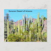 Sonoran Desert van Arizona Briefkaart (Voorkant)