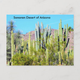Sonoran Desert van Arizona Briefkaart