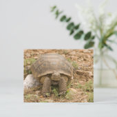 Sonoran Deset Tortoise Briefkaart (Staand voorkant)
