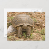 Sonoran Deset Tortoise Briefkaart (Voorkant / Achterkant)