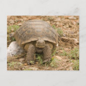 Sonoran Deset Tortoise Briefkaart (Voorkant)