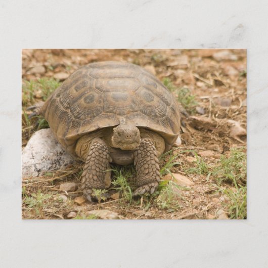 Sonoran Deset Tortoise Briefkaart (Voorkant)