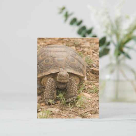 Sonoran Deset Tortoise Briefkaart (Staand voorkant)