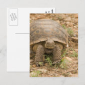 Sonoran Deset Tortoise Briefkaart (Voorkant / Achterkant)