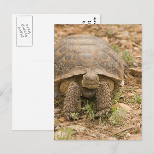 Sonoran Deset Tortoise Briefkaart (Voorkant / Achterkant)