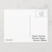 Sonoran Deset Tortoise Briefkaart (Achterkant)