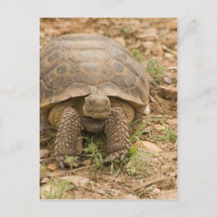 Sonoran Deset Tortoise Briefkaart