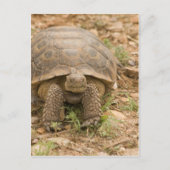 Sonoran Deset Tortoise Briefkaart (Voorkant)