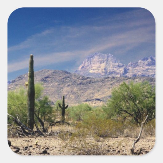 Sonoran woestijn sticker (Voorkant)