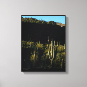 Sonoran woestijnscène met gigantische Saguaro Cact Canvas Afdruk