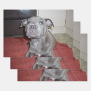 Sooky Blue Staffordshire Bull Terrier Puppy, Inpakpapier Vel